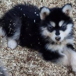 Female 6 - Shikoba aka GiGi - SOLD - female Native American Indian Dog puppy in Glade Hill, Virginia from Indian Valley Kennels