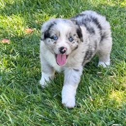 Flash - Blue merle male Australian Shepherd puppy in California from Eagle River Aussies
