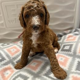 Rita - Red  female Goldendoodle puppy in Miami, Florida from Magdoodles