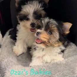 Yorkshire Terrier Puppies from Cottage House Yorkies, L.L.C.