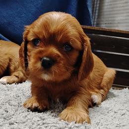 Emerald - Ruby female Cavalier King Charles Spaniel puppy in Sabetha, Kansas from Apple Blossom Cavaliers