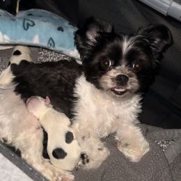 Luna - Yorkshire Terrier