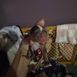 Boy 2 - Parti male Yorkshire Terrier puppy in Ohio from Britt n Cindys Yorkshire Terriers