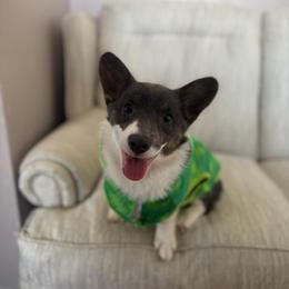 Pembroke Welsh Corgi puppies from Happily Ever After Corgis