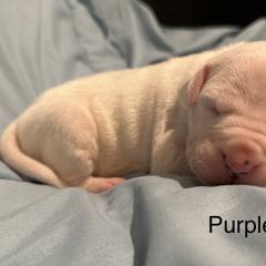 Purple Girl - Dogo Argentino puppy in Iowa from Lucky 7 Dogos