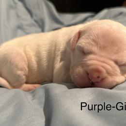 Purple Girl - Dogo Argentino puppy in Iowa from Lucky 7 Dogos