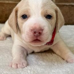 Kenzie - Lemon and white female Beagle puppy in Rogersville, Missouri from Hales Little Beagle Haven