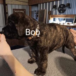 BOB - Brindle Mastiff puppy in Pleasanton, Texas from Rksfarms Mastiff