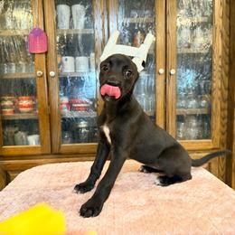 Bunny x Swagger 2 - Black and white female Xoloitzcuintli puppy in Hico, Texas from Amayla Kennels