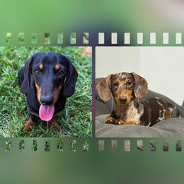 Dachshund puppies from Steele Half Acre Homestead