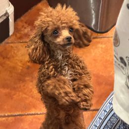 La Petite Poodle Father Abraham (AKC) - Red  male Poodle puppy in Phoenix, Arizona from La Petite poodle