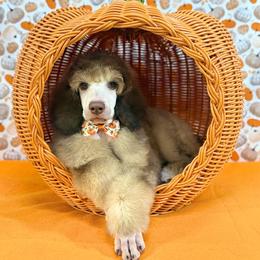 Orange - Brown male Poodle puppy in Houma, Louisiana from Smart Azz Poodles