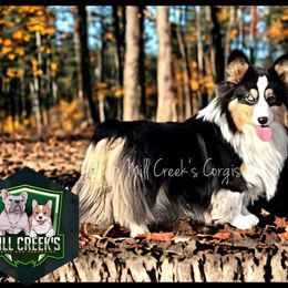 Pepper - Pembroke Welsh Corgi
