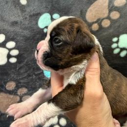 Girl 2 - Brindle female Boxer puppy in Newfoundland, Pennsylvania from Poconopaws