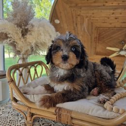 St. Lucia - Blue merle male Aussiedoodle puppy in North Royalton, Ohio from Johnson's Doodles