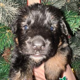 Ursa - Black and red female German Shepherd puppy in Graham, Washington from Wildeflecken Shepherds