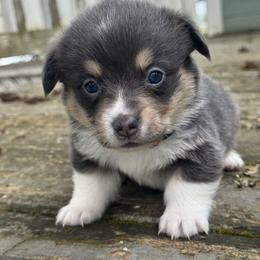 Marina (red) - Blue female Pembroke Welsh Corgi puppy in East Oakdale, California from Rhettro Kennels