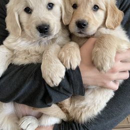 Golden Retriever Puppies from Columbia Ridge Goldens