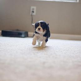 Cavalier King Charles Spaniel Puppies from Cavaliers of House Northup