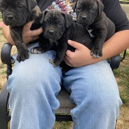 Girl 2 - Chestnut brindle female Cane Corso puppy in Olympia, Washington from Grayling Dawn Cane Corso