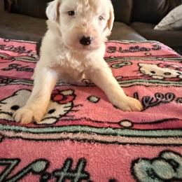 Lucy - Black and white female Old English Sheepdog puppy in Acton, California from Fab OES