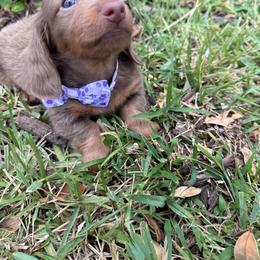 Chase - Fawn (isabella) and tan male Dachshund puppy in Homestead, Florida from Weenie Land Miami