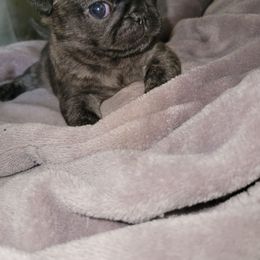 Twinkie - Brindle female Pug puppy in Spokane, Washington from Kapelac's Royal Pugs
