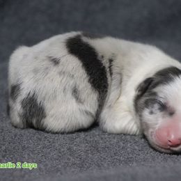 Charlie - Slate merle male Border Collie puppy in Richmond, Maine from Lil Maine Border Collies