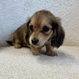 Girl number one - Fawn (isabella) and cream female Dachshund puppy in Spokane, Washington from Dearhaven Doxie