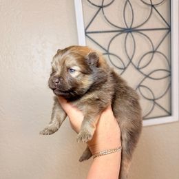 Rasco - Chocolate sable male Pomeranian puppy in Phoenix, Arizona from Luxpomz