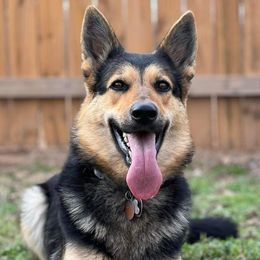 German Shepherds from Cable’s German Shepherds