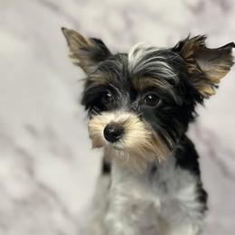 Yorkshire Terrier Puppies from Baby Blue Yorkies