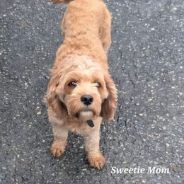 Sweetie - Cavapoo