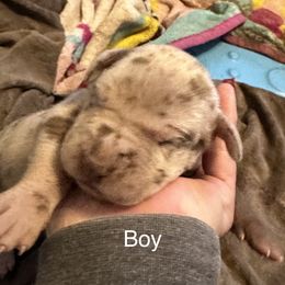 Boy 4 - Merle Great Dane puppy in Pennsylvania from Pocono Mountain Great Danes