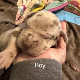Boy 4 - Merle Great Dane puppy in Pennsylvania from Pocono Mountain Great Danes