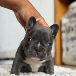 Oatmeal - Cream male French Bulldog puppy in San Diego, California from California Dream Frenchies