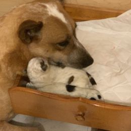 Australian Cattle Dog Puppies from SB Heelers Cattle Dogs and Performance Horses