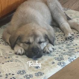 Anatolian Shepherd Dog Puppies from Mcginnis Guardian Dogs