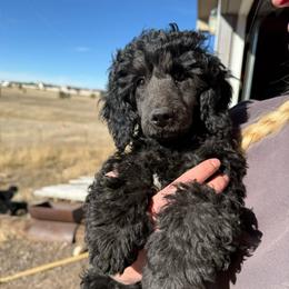 Finch - Black male Poodle puppy in Peyton, Colorado from Fuzzybottoms Ranch LLC