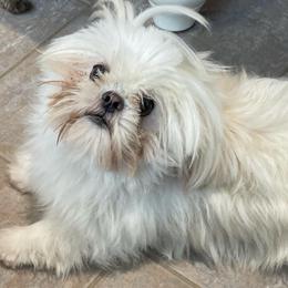 Saffy - Shih Tzu