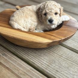 Aspen - Cream male Cockapoo puppy in Ellaville, Georgia from Lakeside Cockapoos