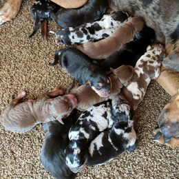 Catahoula Leopard Dog Puppies from Magnolia Farms Kennel