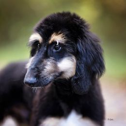 Afghan Hound Puppies from Royal Legacy