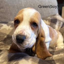 Green - Mahogany and white female Basset Hound puppy in Poland, Indiana from Bolderosa Bassets