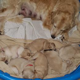 Golden Retriever Puppies from Southern Golden Retrievers