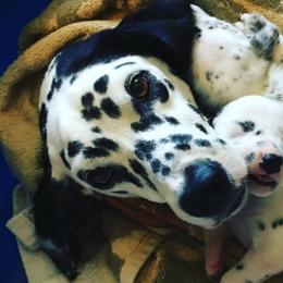 Dalmatians from 101 Dew Dream Valley Dalmatians