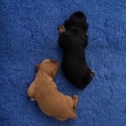 Harvest Moon Cavaliers Bruce (temporary name) - Ruby Cavalier King Charles Spaniel puppy in Poolesville, Maryland from Harvest Moon Cavaliers Expecting April 2025