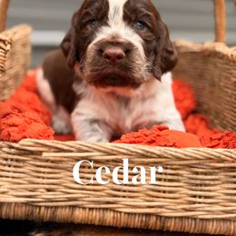 Cedar - Liver white and roan male English Springer Spaniel puppy in Uvalda, Georgia from Willow Creek Farms