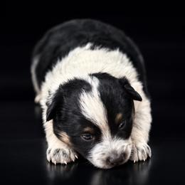 Red - Black tri male Miniature Australian Shepherd puppy in Missouri from Country Legends Aussies & Corgis