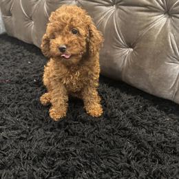 Poodle Puppies from CashEuro Poodles